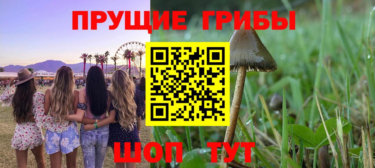 Галлюциногенные грибы Cubensis Можайск